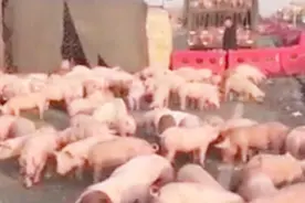 运猪车不慎侧翻导致猪仔满地乱跑 高速路上瞬间变猪圈视频封面