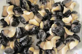 如何快速巧取中华圆田螺肉