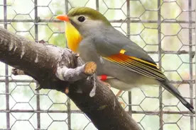 适合家养的五大鸟类，聪明又好养！网友：我也想养？