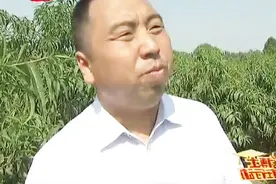 桃园落果是什么原因？温差过大只是其中一个方面视频封面