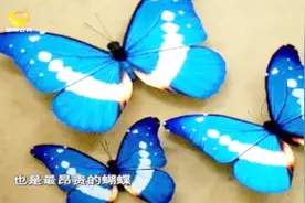 望城光明蝴蝶谷：这里有两千九百多种蝴蝶标本，还有光明女神蝶视频封面