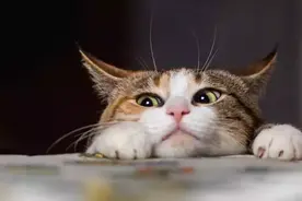 不爱抓老鼠就算了，为什么现在的猫甚至还会跟老鼠做朋友？图片