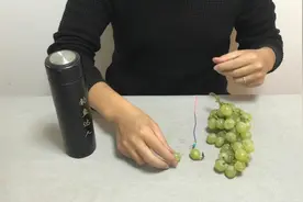 钓鱼教程，葡萄 钓大草鱼的挂钩方法