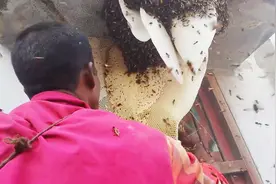 看看印度小哥的采蜜现场，竟然没有任何的保护措施，也太厉害了吧