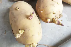 土豆发了一点芽还能吃吗？对人会有什么影响？看完解开多年疑惑