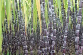 粗甘蔗甜还是细甘蔗甜？老果农：很多人挑错，难怪吃着不甜！