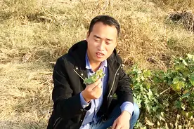 你见过这种植物吗？既“聪明”又能治病，农村很常见，城里看不见视频封面