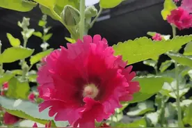 蜀葵既漂亮又非常好养，只要种一次，以后每年就自己生长了图片