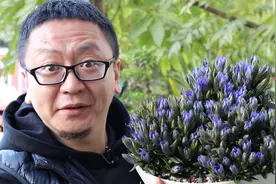 别的花都代表喜庆，这种花却代表忧伤，为啥视频封面