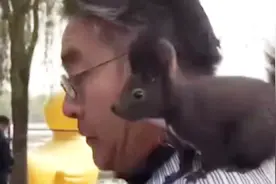 遛狗常见！遛松鼠你见过吗？实拍了解一下！