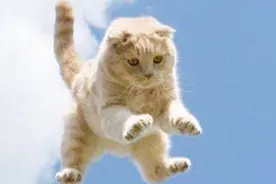 猫不是很能跳跃么？用脸撞墙的猫我还是头一次见（萌宠搞笑视频）视频封面