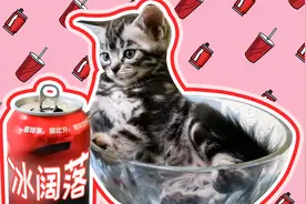 主人请小奶猫喝冰可乐，猫咪好奇却不上当，萌死人啦！