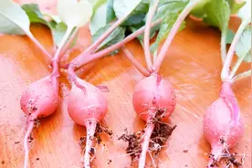 阳台花盆里种菜，这种小萝卜像樱桃一样，又好看又好吃视频封面