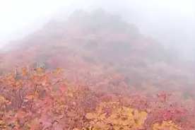 河南秋季好风光，郑州周边数景区红叶漫山，周末带家人一起去！视频封面
