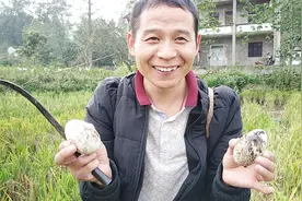 四川达州：农民母子稻田劳作，发现了啥？今晚有好吃的啦！视频封面