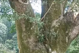 河南山村一棵500多年皂角树如今还是枝繁叶茂，看这棵树长啥样！视频封面