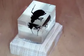 将昆虫尸体融入环氧树脂，制作成精美标本，真值得收藏视频封面