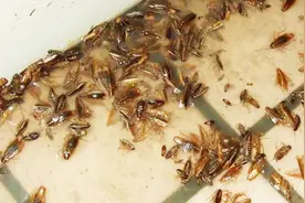 自制蟑螂药，将蟑螂赶尽杀绝，安全无毒，省钱实用，肯定能帮到你