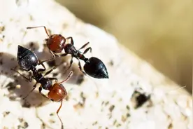 快速清除蚂蚁，教你一个实用办法，家里再也看不见一只蚂蚁视频封面