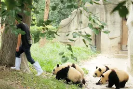 《熊猫伴我走》神秘的符号，诡异的图腾