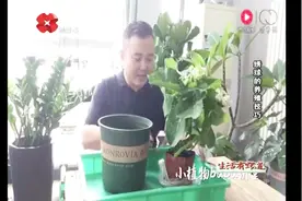 绣球花怎么养？绣球花的养殖方法和注意事项视频封面