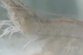 实拍水下的南美白对虾，原来他们是这样游泳的