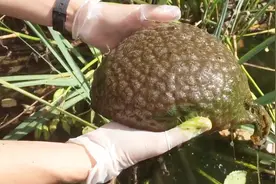 池塘里发现奇怪的果冻状生物，专家表示，这种动物比恐龙还要久远视频封面