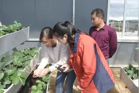 草莓苗长在格子里，大棚立体栽培草莓，秋冬管理要加强！专家教你视频封面