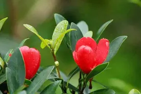 茶园茶花开花了04：四季杜鹃红山茶 号称植物界大熊猫 美得太过分视频封面