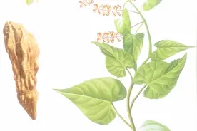 为什么何首乌是归肝肾经？原来是因为这些功效！