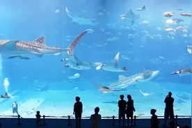 为什么水族馆里的鲨鱼不吃潜水员？没想到是用这方法！