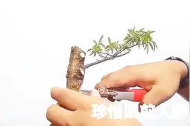 师傅教你如何修剪直杆盆景，只要简单的三锯两剪，直杆变曲杆！视频封面