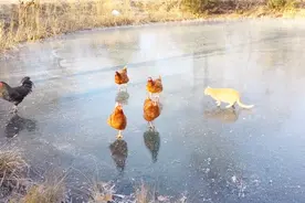 猫咪学鸡在冰面上走路，但爪子总打滑，请憋住别笑！视频封面