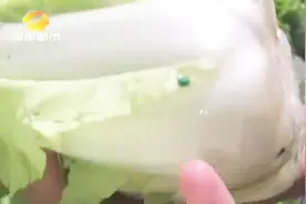长沙市场蔬菜根里现蓝绿色不明颗粒，疑似是四聚乙醛的低毒农药？