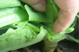 莴笋生长关键期的施肥口诀，老赵教你施肥，花钱少效果好！视频封面
