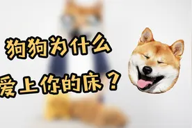 主人吐槽狗不睡窝，狗狗不服，道出爱爬上床的真相视频封面