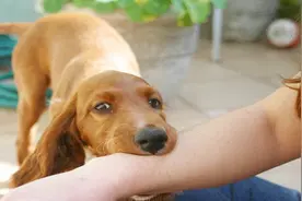 为什么狂犬病患者发作时，这么怕水？今天终于知道了！视频封面