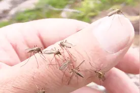 老外发明激光灭蚊炮，1分钟消灭100只蚊子，百发百中能分辨雌雄