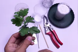 菊花扦插繁殖，方法超简单，半个月生根，一盆快速变多盆视频封面