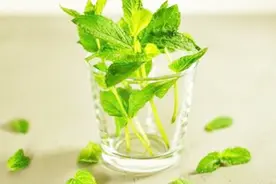 「收藏」薄荷叶的功效与作用！