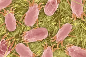 床垫长时间不洗螨虫成窝，教你这个除螨小窍门，3分钟去除螨虫视频封面