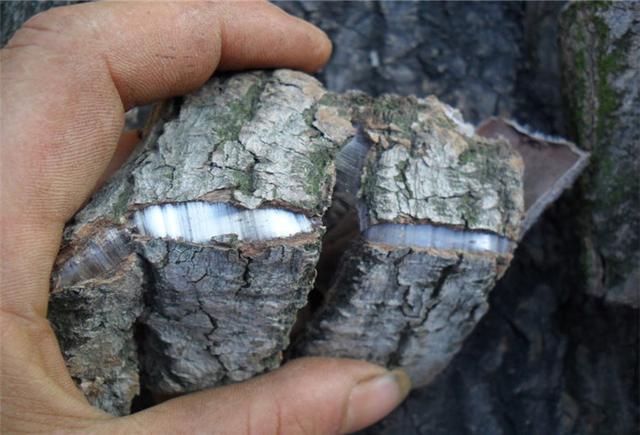 山村把它当柴烧，城里卖16元一斤，如果你那里有请不要再当柴烧了