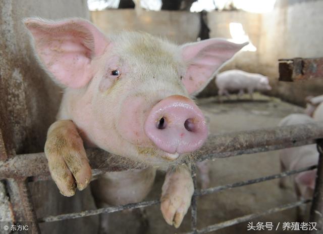 猪场用药不能瞎搞，用药的目的是什么，有啥不良反应？