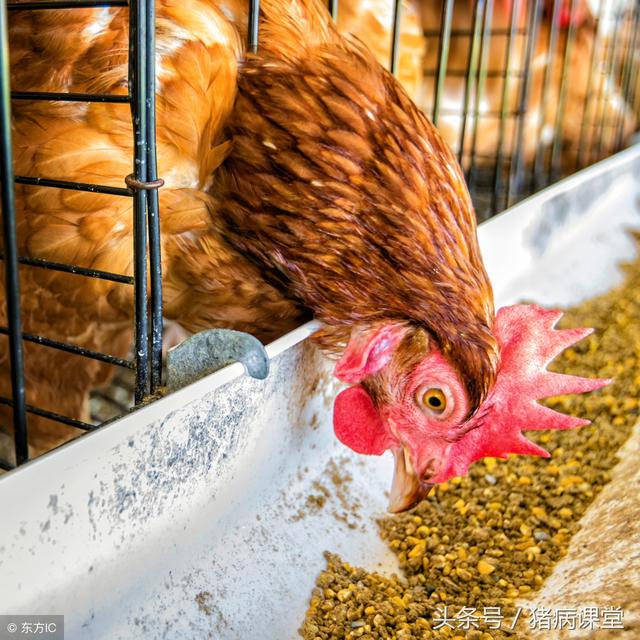 影响蛋鸡产蛋率的营养因素分析及提高措施