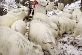 谐星姜涛被嘲哗众取宠，现身大西北放羊，大吼36岁没结婚要老婆图片