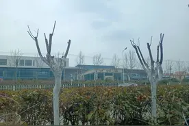 新站土拍结果你怎么看图片