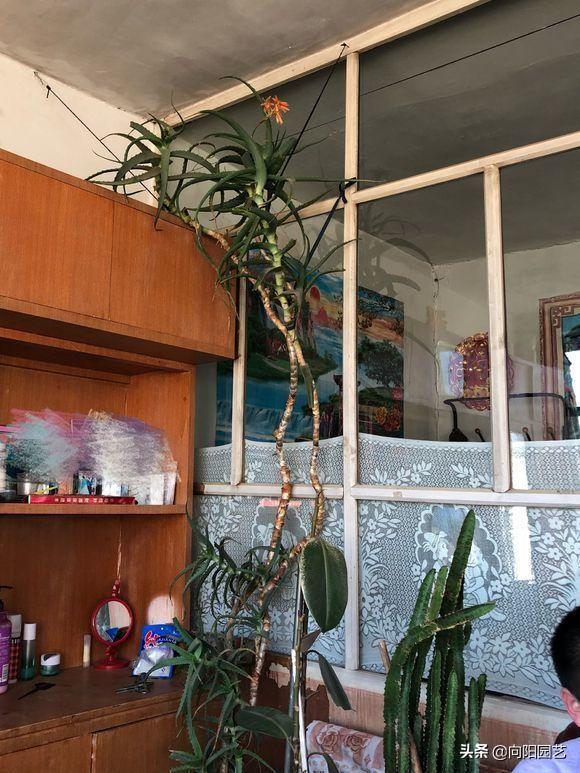 芦荟怎么怎养？芦荟养护大全，一年爆窜1米高，生出40多盆小崽子