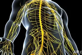 自主神经系统是这样控制我们身体的图片