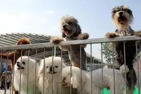 比熊和泰迪的外貌相似，为何比熊的销量却不如泰迪呢？图片