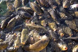 什么诱鱼剂的诱鱼效果最好？高效的诱鱼剂有哪些？详解主流诱鱼剂图片